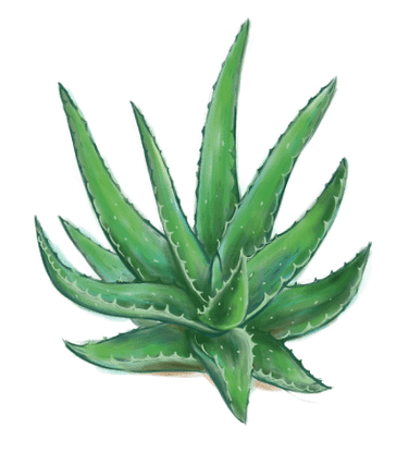 Aloe Proctonic-en