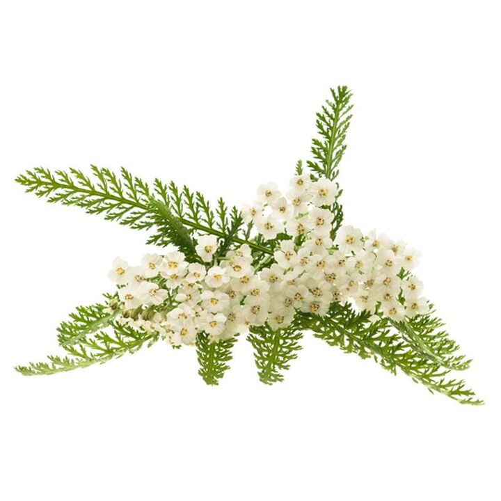 Yarrow extract Proctonic-n